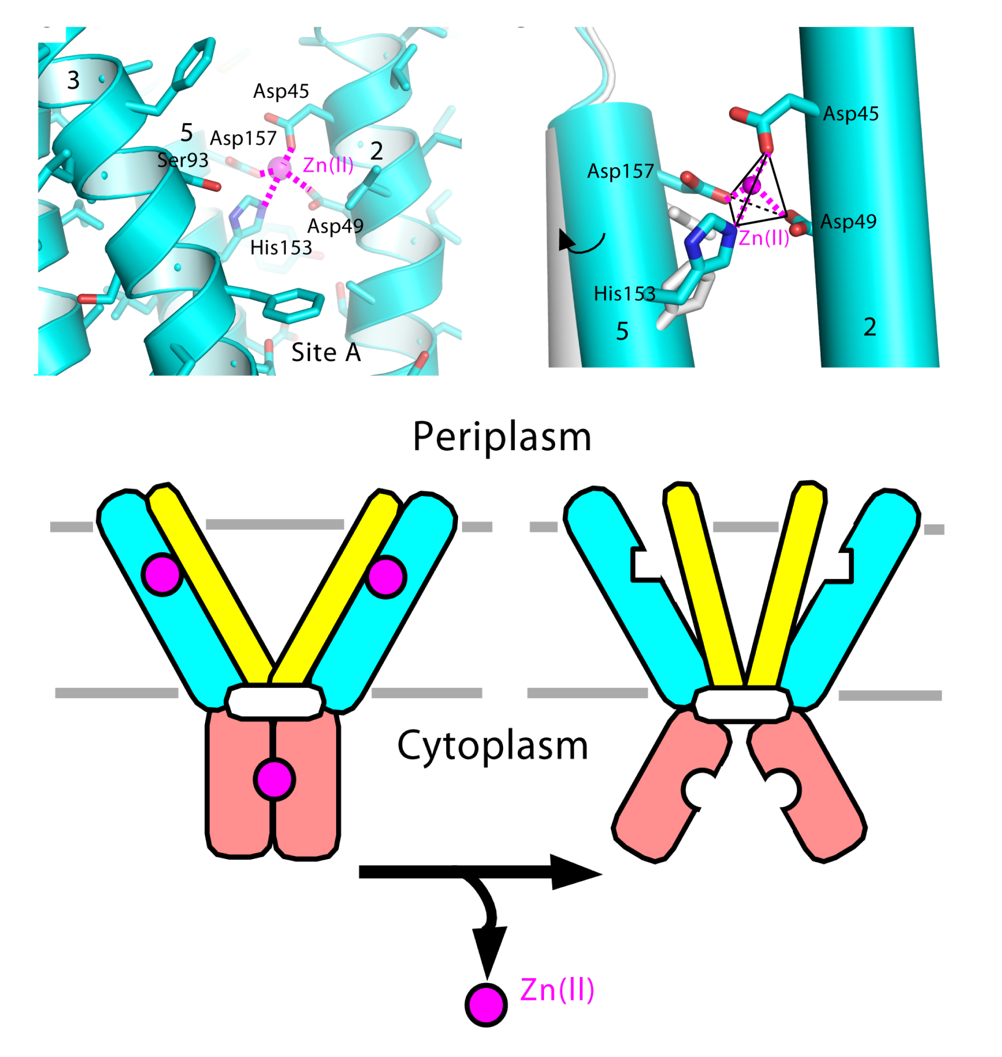 HighRes View of Zinc Transport Protein BNL Newsroom