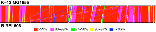 Alignment showing similarities and differences between the genomes of E. coli strains K-12 and B