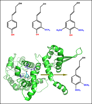 Molecular Structure Diagram of Lignin