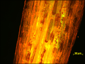 Bacteria living within poplar roots