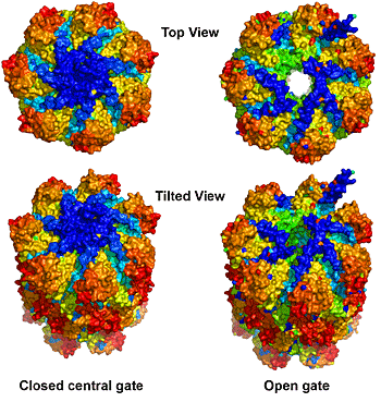 proteasome