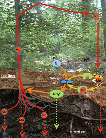 molybdenum cycle