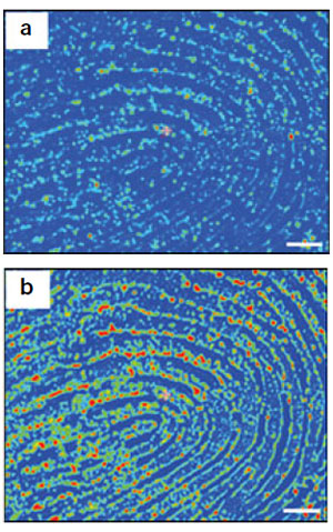 fingerprints