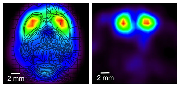 rat brain PET scan