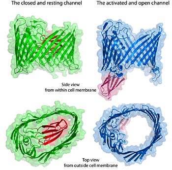 bacterial protein