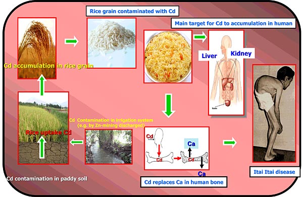 Cadmium in the human food chain