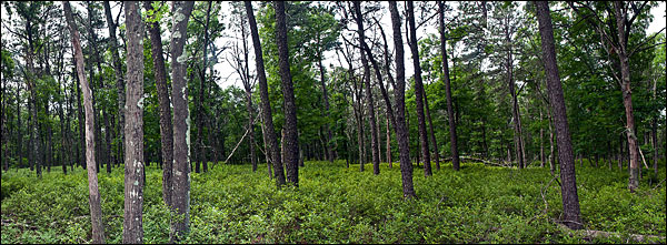 pine barrens