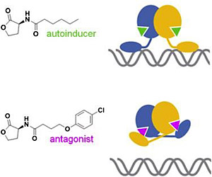 Quorum-sensing antagonists