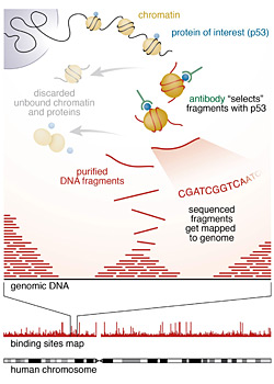 "ChIP-seq" technique