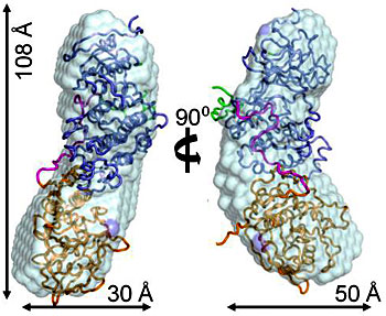 p38alpha:HePTP enzyme