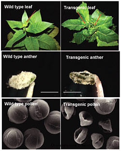 transgenic plants