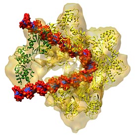 DNA replication origin recognition complex