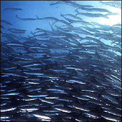 Photo of Atlantic herring