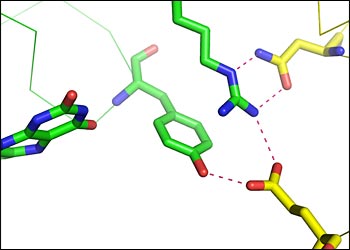 bioremediation enzyme ChrR