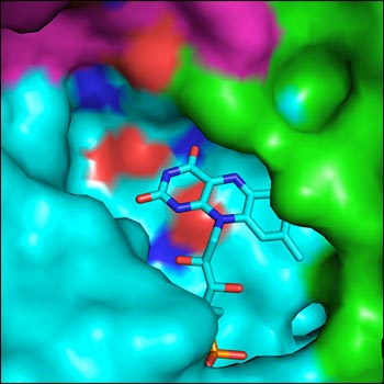 ChrR enzyme