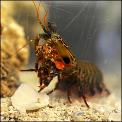 mantis shrimp