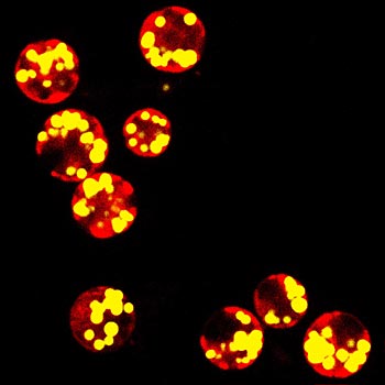 Chlamydomonas