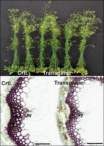 transgenic plants