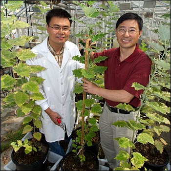 Kewei Zhang and C.J. Liu