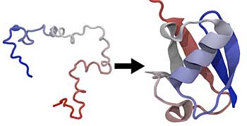 protein folding image