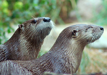 Long Island River Otters