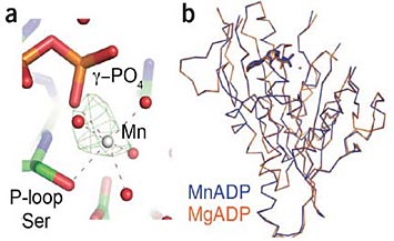 kinesin-MgADP