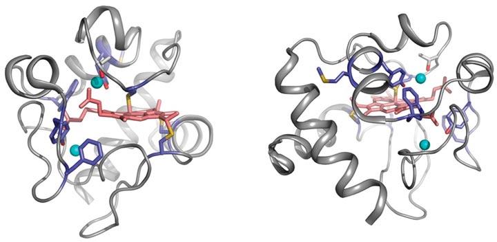 Cyt c 18O-labeling map