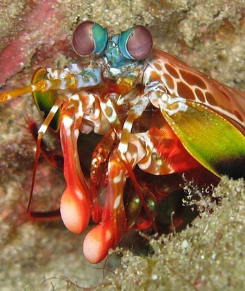 mantis shrimp