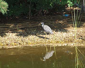 Black Crowned Night Heron