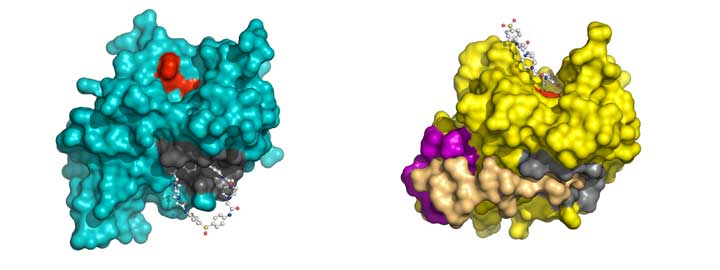 Structures of the adenovirus proteinase