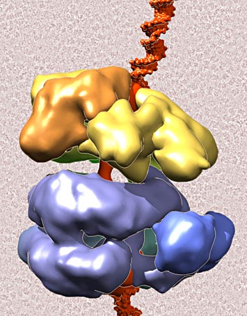 complex protein