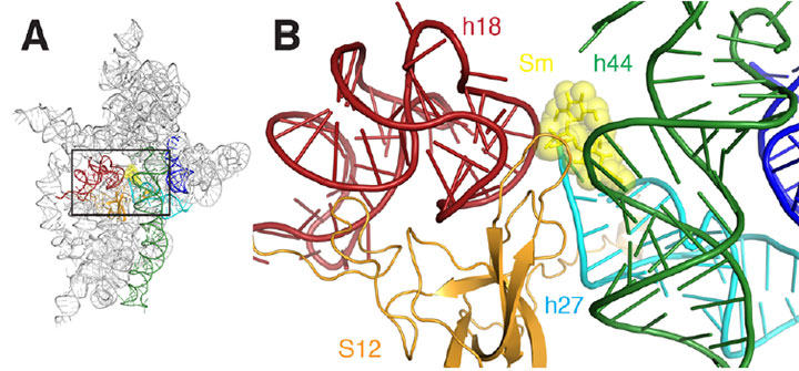 Ribbon diagram