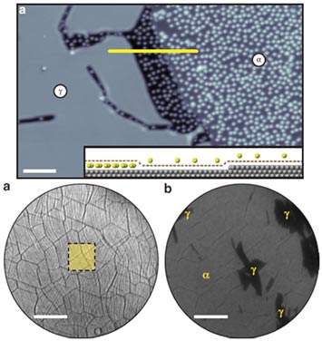 graphene monolayer