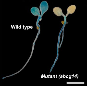 root-synthesized cytokinins