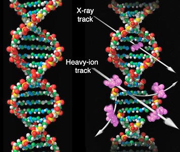 DNA in a tumor cell