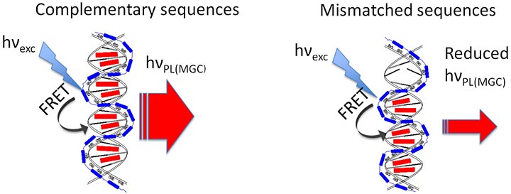 Light-up DNA sensors