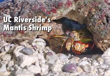 mantis shrimp