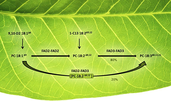 plant oils