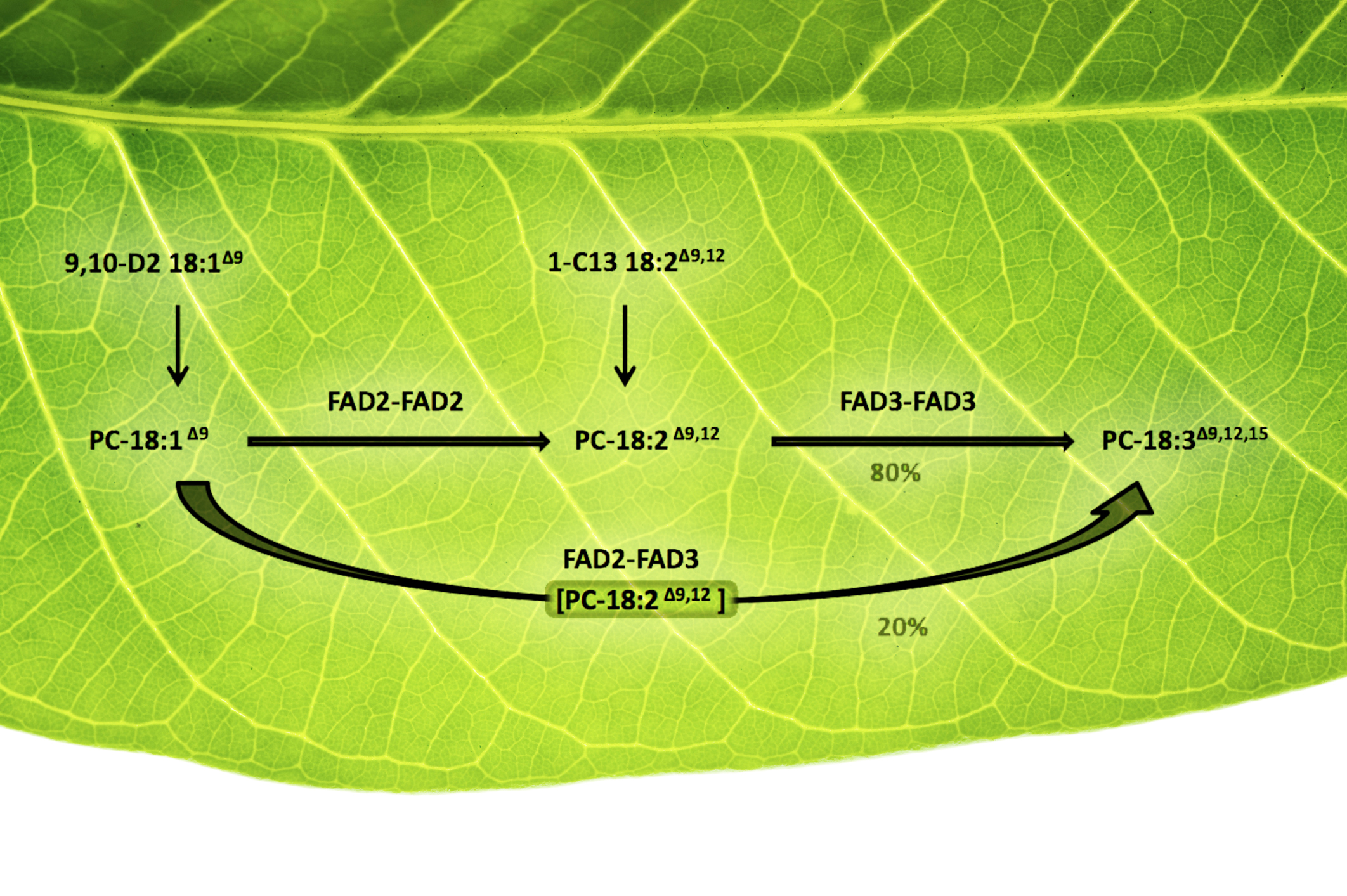 Plants' Oil-Desaturating Enzymes Pair Up to Channel Metabolites | BNL  Newsroom