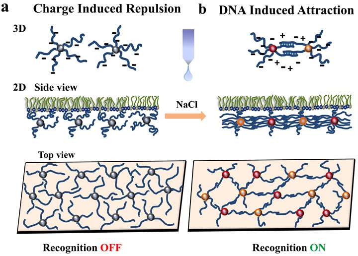 DNA-functionalized nanoparticles