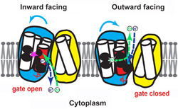 zinc ion channel