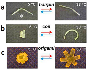 two-way reversible shape memory