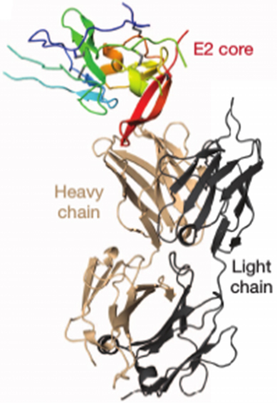 How hepatitis C virus evades the immune syste