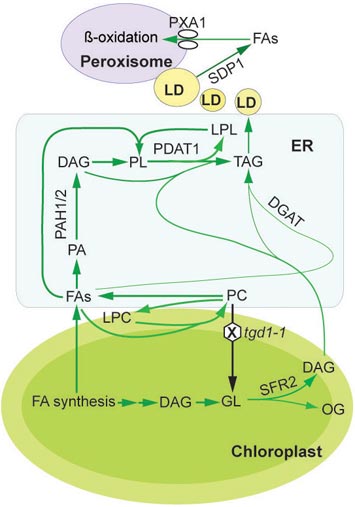 oil synthesis