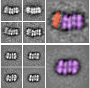 intermediate helicase structures