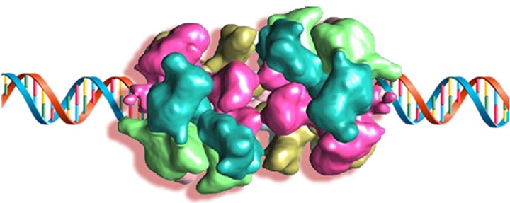 double-ring structure loaded onto a DNA helix