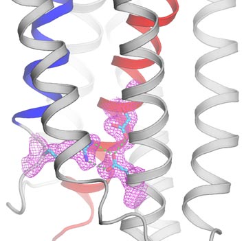 calcium overload in cellular organelles