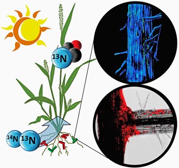 Nitrogen-13 radiotracer