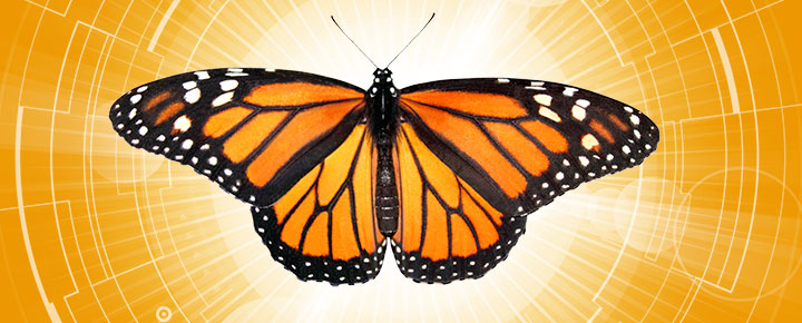 monarch butterfly