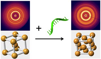 reprogramming DNA strands